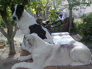 щенки среднеазиатской овчарки (САО,  алабай,  туркменский волкодав) #671220