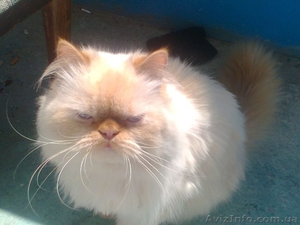 Отдам Бари в хорошие руки #652790