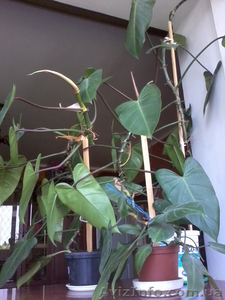 Продаю филодендрон копьевидный 1-5 лет(Одесса/ Малиновский район) #652955