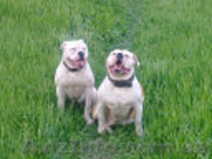 Продам щенков Американского бульдога #671800