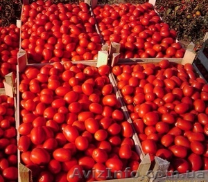 Эксклюзивный томат грунтовой от 10тн Херсонская обл #304086
