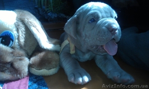 Предлагаю щенка мастино #654314