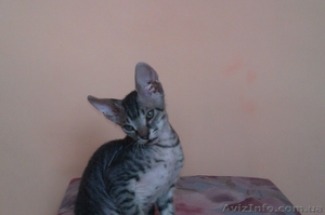 Предлагаются Котята Донского Сфинкса #671628