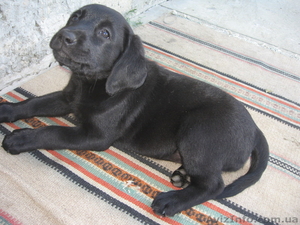 Щенки лабрадора 1, 5 месяца #660849