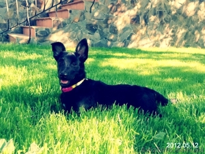 Лайма 4 мес метис пинчера очаровательная девочка #658937