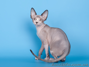 Потрясающие котята Сфинксы #654048