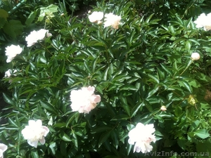 Продам рассаду: хризантемы, пионы, канны,  ирисы, лилии, розы, гортензии, фиалки #664806