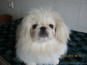 продается белый пекинес #671571