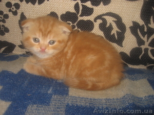  шотландские вислоухие котята  #649269