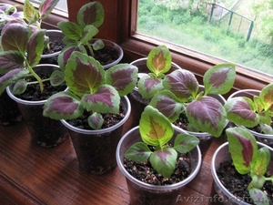 Продам молодой колеус #663321