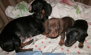 Кроличья такса!! #662077