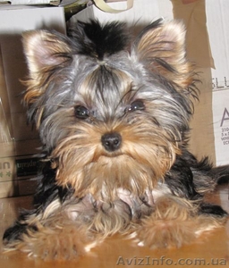 Продам щенка йоркширского терьера,  девочка #654149