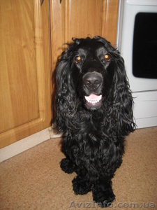 Коккер-спаниель ищет невесту. #655614