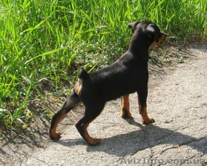 щенок-кобель цвергпинчер #647279