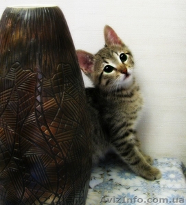 Отдм чудесного Котенка 3 мес.Метис #654293