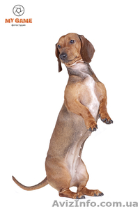 Щенок стандартной гладкошерстной таксы #649656