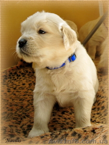 Щенки Золотистого ретривера! Счастье в каждый дом! #653492