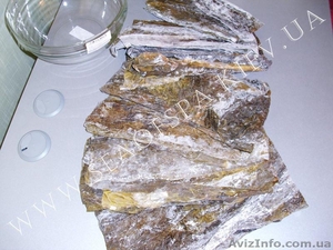 Листовая Ламинария,  кустовой Фукус в косметологии лица и тела #643321