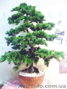 Искусственные деревья бонсай. Сосна,  лиственные,  бисерные #652852