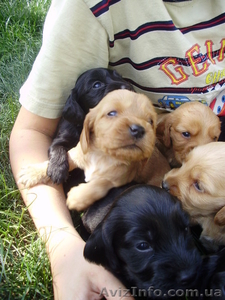 Английский кокер-спаниель #669814