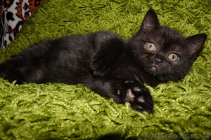 Срочно продам котят британских короткошерстных #669737