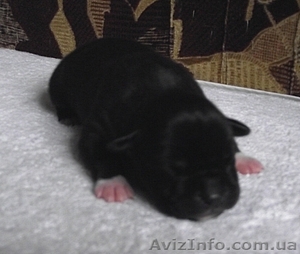 Высокопородные щенки амстаффа #662198