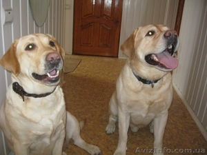 Щенки лабрадора с шикарной родословной. #654855