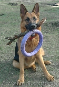 Предоставляем услуги по выгулу собак #665911