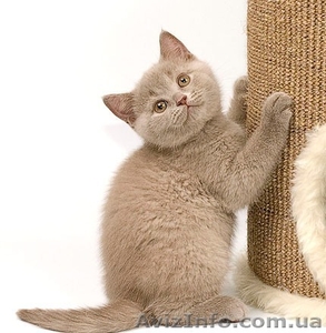 Британцы котята Киев #643288
