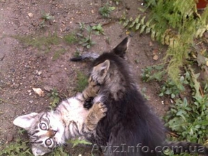 Красивые бездомные котята ищут хозяев #672945