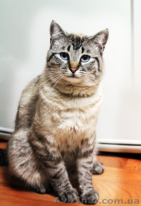 Котята в хорошие руки! #649250