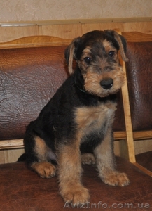 Эрдельтерьер,  щенки. #650594