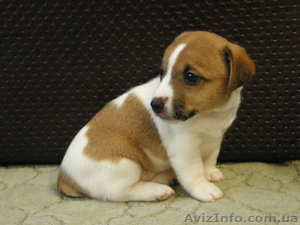 Джек Рассел терьер. Щенки породистые,  выставочные. #650870