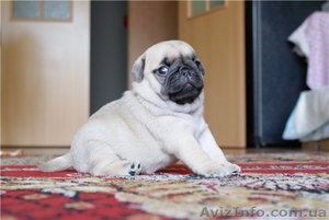 Щенки мопса Одесса #674509