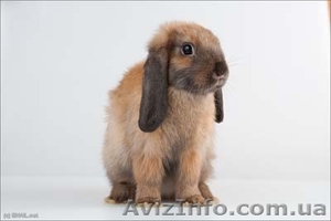 продам декоративного кролика девочка кировоград #658821
