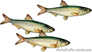 продам рыбу с/м бычок и вяленый, тюльку.  #655271