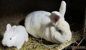 Кролики калифорнийские и новозеландские. #663596