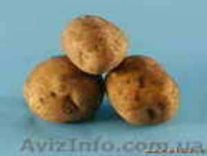 картошка куплю сумы #655891