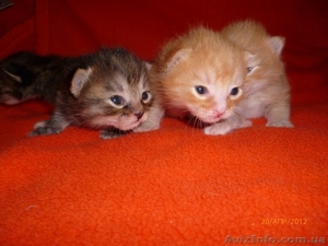 курильский бобтейл #649847