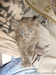 Отдам пушистых серых котят #674579