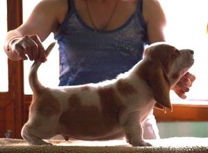 Щенок бассет хаунда #649922