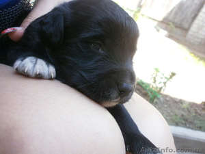 продам обалденных щенков #649377