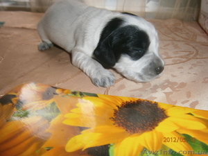 ПРОДАМ ЩЕНКОВ рос #659428