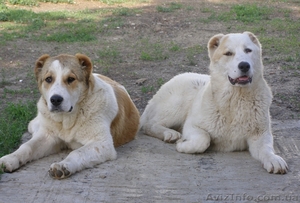 Продажа щенков среднеазиатской овчарки (алабая) в Харькове #413759