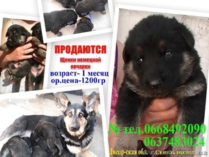 Чудесные маленькие немцы #655043