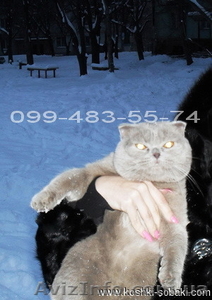 Вязка/Случка с шотландским фолд/вислоухим котом #341585