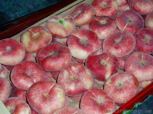 Frukti v Ispanii! Lleida. Kostochkovie frukti. #608281