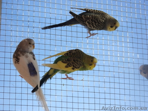 Волнистые попугаи #661844