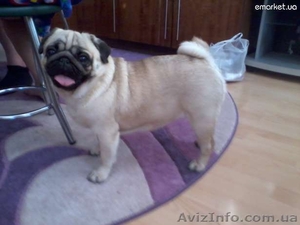 Щенки мопса ищут надежного друга #650556