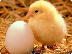 в субаренду 200 га земли #645239